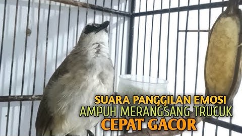 Trucuk BETINA memanggil Jantan Suara Birahi Ngecuplik 100% pancingan trucukan gacor agar BUNYI EMOSI