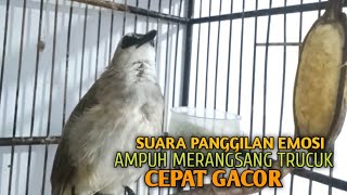 Trucuk BETINA memanggil Jantan Suara Birahi Ngecuplik 100% pancingan trucukan gacor agar BUNYI EMOSI