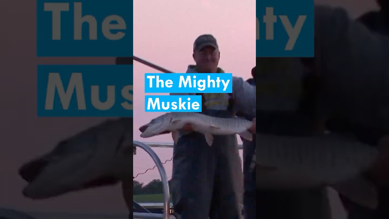 Stocking the Great Lakes Spotted Muskie