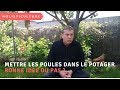 Mettre les poules dans le potager bonne ide ou pas 