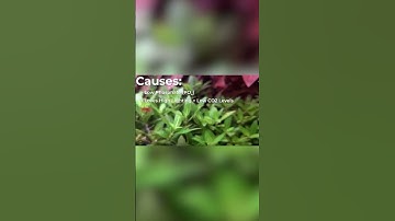 How To Remove Green Spot Algae from your Aquarium