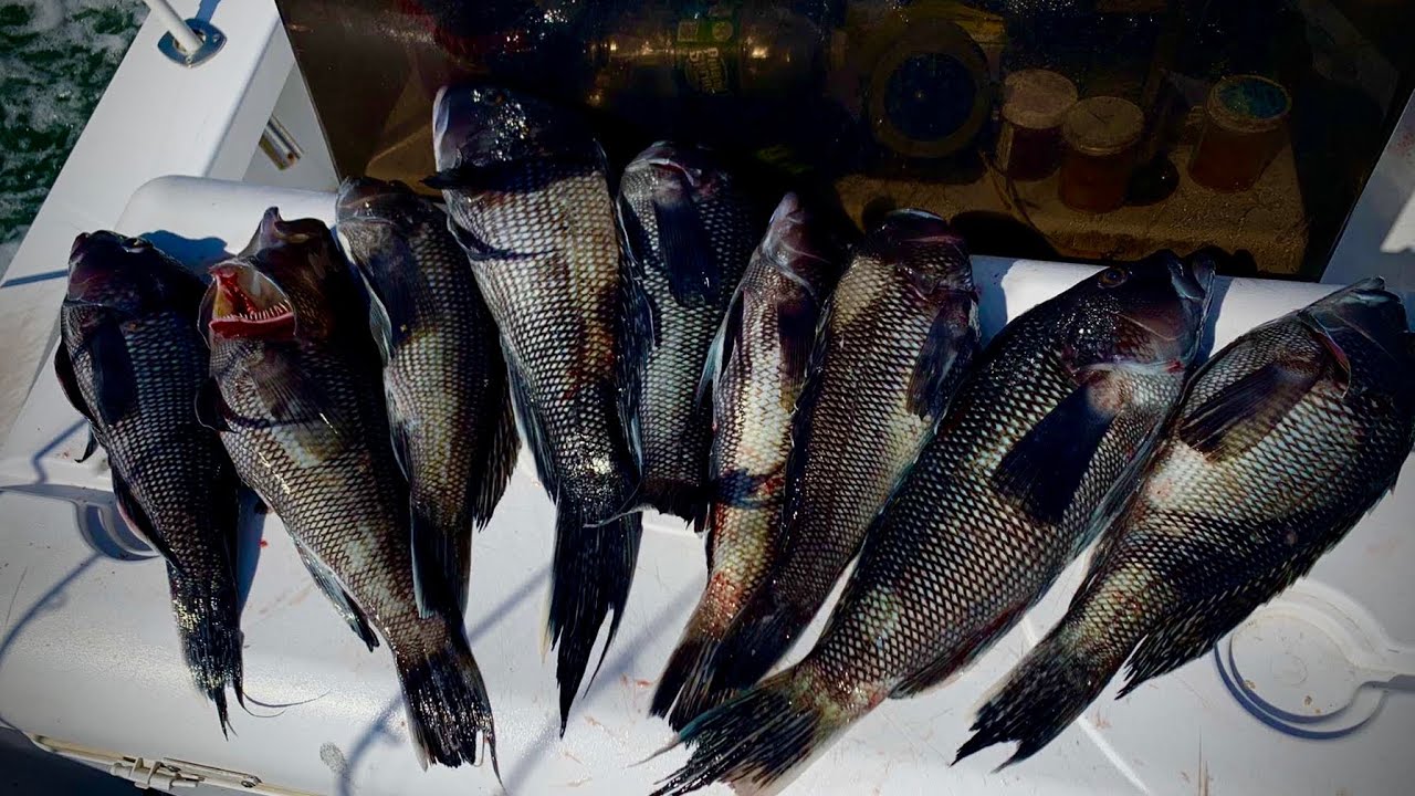 Fishing for Sea Bass and on Long Island J.A.S. Fishing YouTube