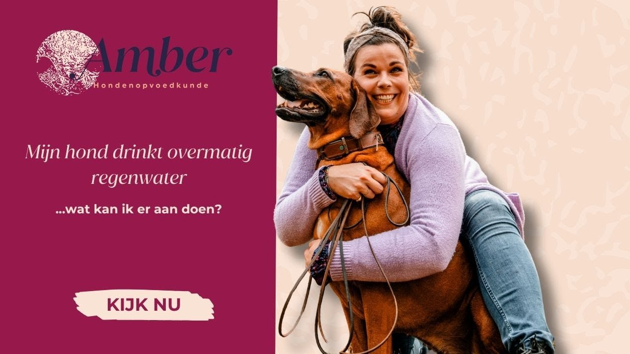 77 Mijn hond drinkt overmatig regenwater, wat kan ik doen?
