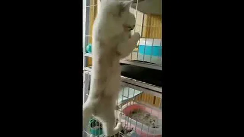 Video 10762331: cats kittens meowing compilation, kittens meowing compilation funny, cats meowing loudly, cute cat