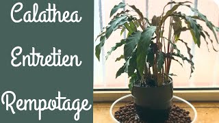 Le Calathea 🌿Mes conseils d’entretien et rempotage🌱 | PLANTES D’INTÉRIEUR