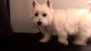 Lily the Westie Running on the Treadmill by Kerry Barbero 574 views 6 years ago 1 minute, 48 seconds