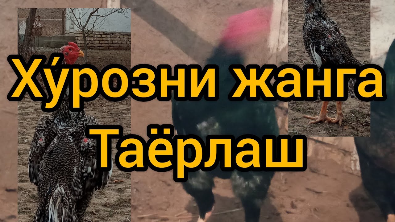 парвозлар учин