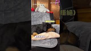 【綑綁play】M屬性的狗狗!嘴套髮圈拒拔掉 癖好超怪|狗狗|寵物|癖好|M屬性|髮圈