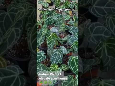 Indoor plants to