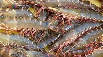 Làm giàu nhờ mô hình nuôi tôm trong rừng ngập mặn