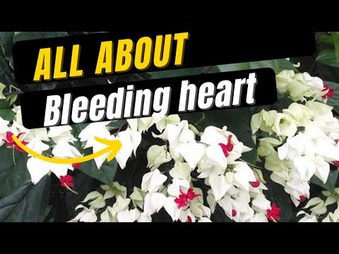 How to grow and care Bleeding heart vine/Chlerodendrum