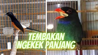 Murai Batu Isian Tengkek Buto Ngekek Panjang Kompilasi