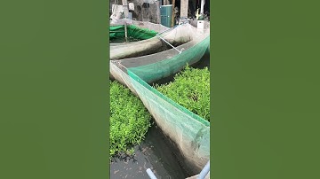 Mô hình nuôi cá bống tượng xen cá lòng tong và cá sặc đồng và ốc bươu vàng hiệu quả #shortvideo