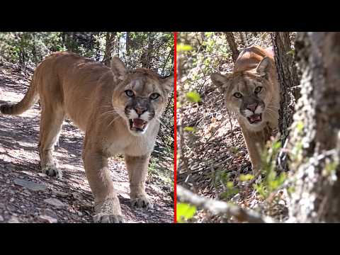 Mountain Lion Encounters Caught on Camera From Terrifyingly Close