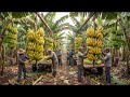 How To Grow And Harvest Bananas At The World's Largest Farm  I Process Vision