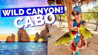 Wild Canyon Cabo San Lucas - Sapphire Princess Excursion REVIEW!