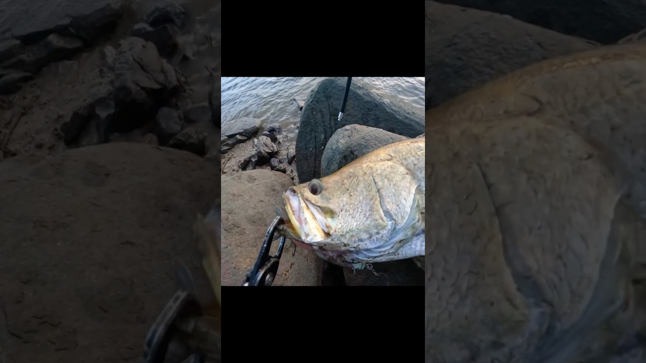 タイニークラッシュに飛びつくバラマンディ ＃shorts