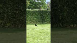 Walking Bird