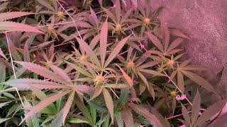 Valentines Day Contest and quick peak at Season 11 SMALL TENT GROW