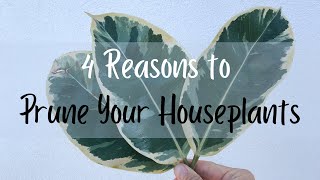 How and Why You Should Prune Your Houseplants!