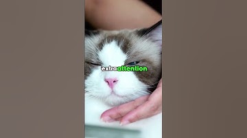 3 reasons you should not own a ragdoll cat #cats #shorts