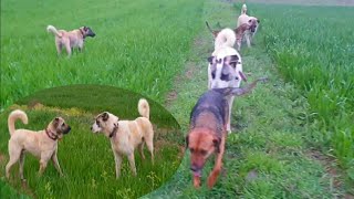 Part 2 Kizana Gelmi̇ş Di̇şi̇ Köpek Bozo İle Haydutu Karşi Karşiya Geti̇rdi̇. 8 Mayıs 2023