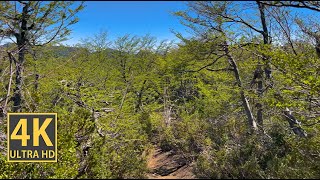 Dry Rural Forest Nature Walk 4K (With Ambient Nature Sounds And Music)