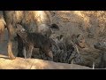 SafariLive - Hyenas Ribbon and June with their cute little cubs!