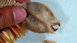 10 Unreal Creatures You Won't Believe Actually Exist