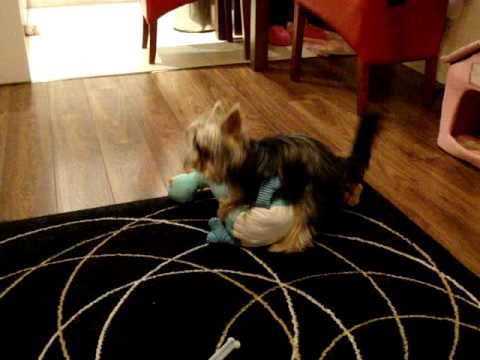 Dino and mad yorkie