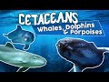 All Cetaceans (whales dolphins and porpoises) !Amazing cetacean facts! Mp3 Song