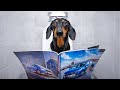 Big Family, Little Car! Cute & funny dachshund dog video!