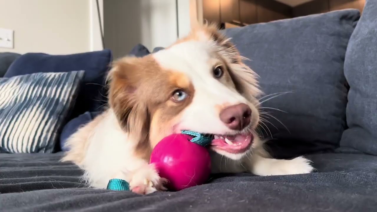 Super Chewer Special Delivery: 2X The Toys & Treats W/ Signup