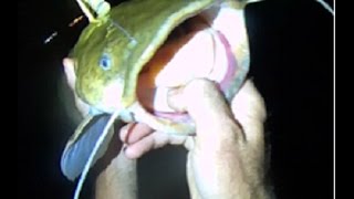 Fall Catfish #2, Three Baits, Flathead Catfish