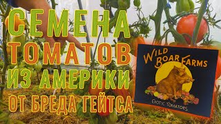 НОВИНКИ ОТ БРЕДА ГЕЙТСА. ПОСЫЛОЧКА ИЗ АМЕРИКИ ! #томат #помидор #сорт