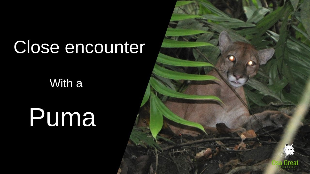 getaways near delhi Puma in Corcovado National Park-Osa Great Adventure