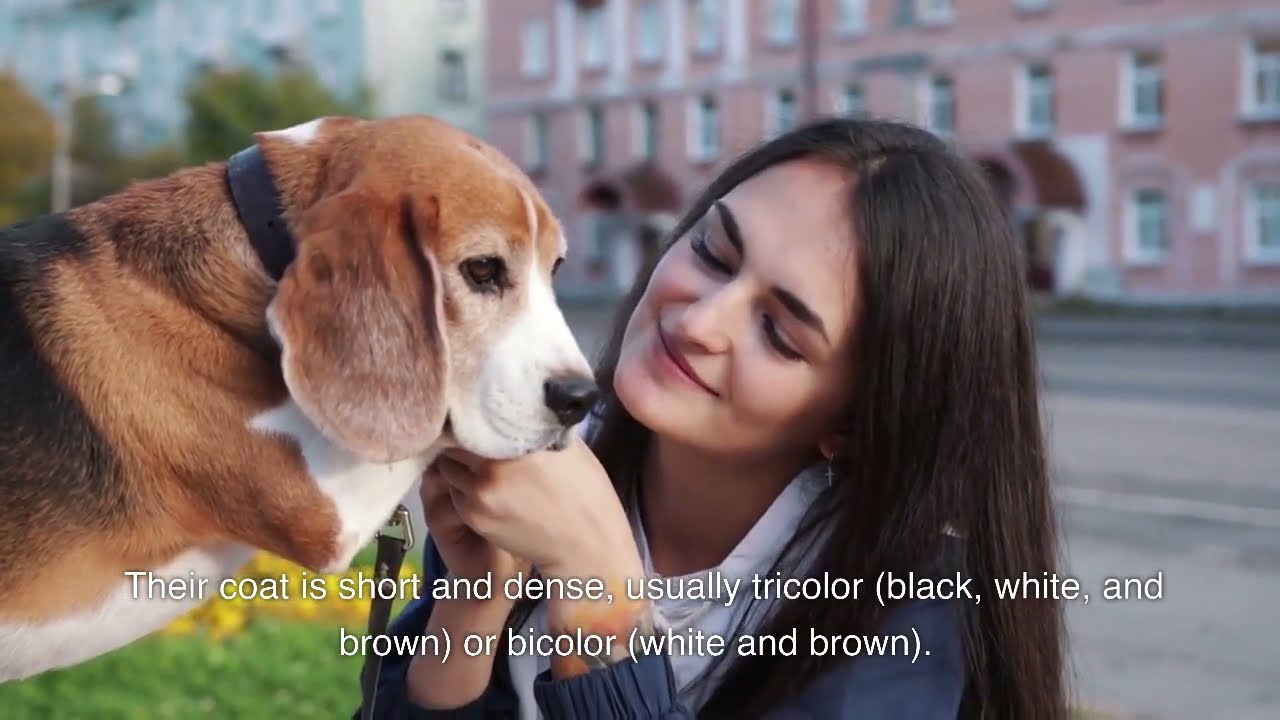 Get to Know the Beagle Breed Characteristics Personality and Care