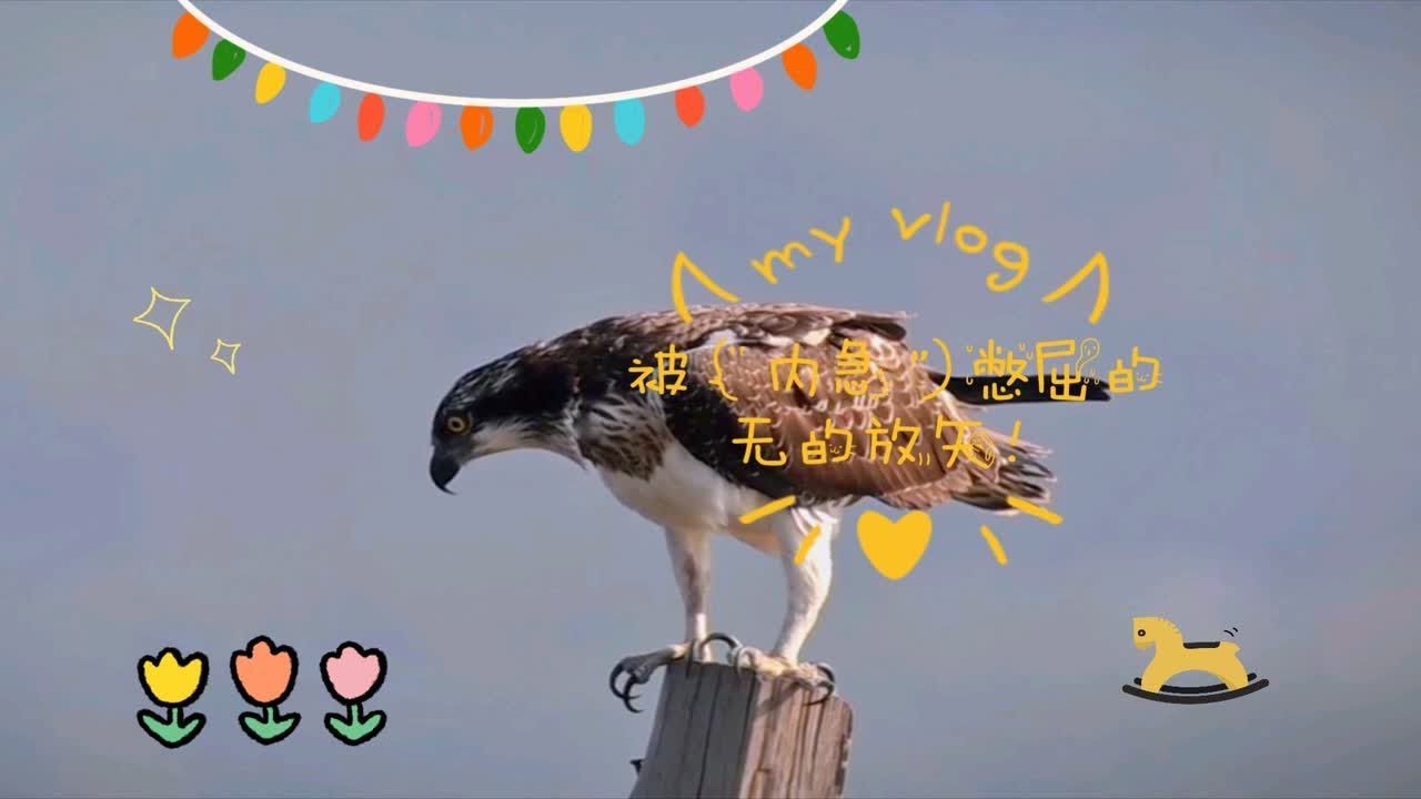 大鹗站在木桩上,被“内急”憋屈的无的放矢!在这弹丸之地旋转起来!看了就眼晕!最后还是放了!大家都开心😁 - YouTube