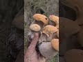 Funghi porcini  2023 25 10