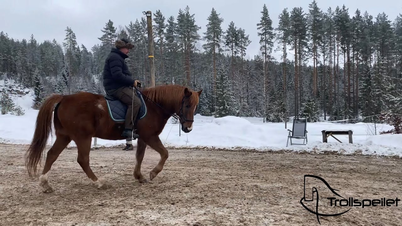 Training the jousting horses: Orion!