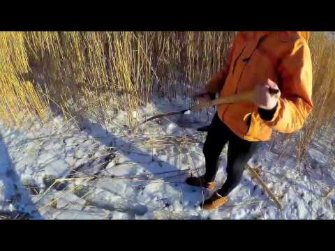Очерет звичайний або reed. заготовка