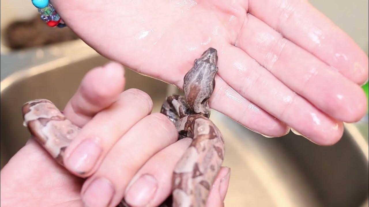 How To Tame Baby Snakes YouTube