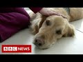 New video by BBC News on YouTube