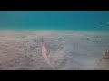 Large Loggerhead and Goliath Grouper