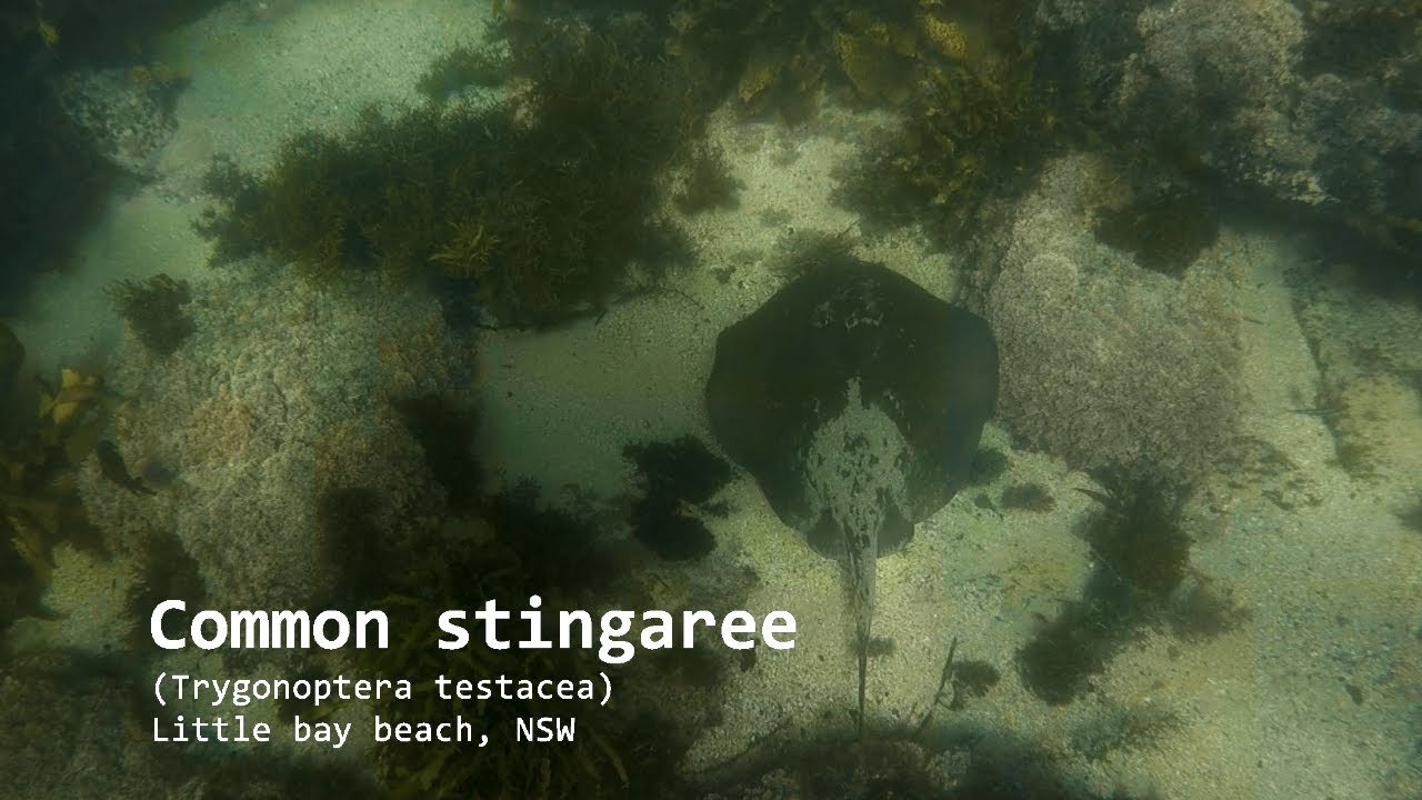 Common stingaree