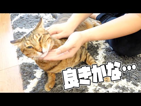 飼い主に構われてうっとりしてしまう長男ねこ