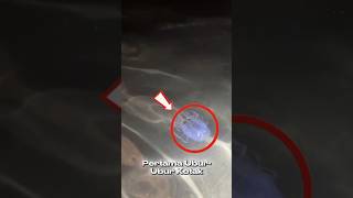 3 Hewan Laut Paling Mematikan Nomor 3 Bikin Kalian Terdiam! #shorts #viral #trending