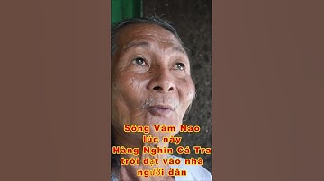 CHUYỆN LẠ TẠI SÔNG VÀM NAO HÀNG NGHÌN CÁ TRA TRÔI DẠT VÀO BỜ quá kỳ lạ rồi bà con ơi #shorts