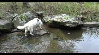 Husky Hike at Crows Next, checking out remains of steam engine pump by 2DogsVlogs 118 views 13 days ago 6 minutes, 48 seconds