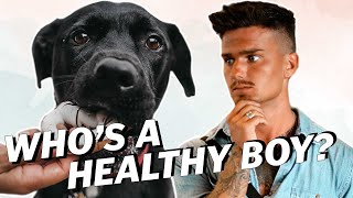 What Is A HEALTHY DIET For A DOG?